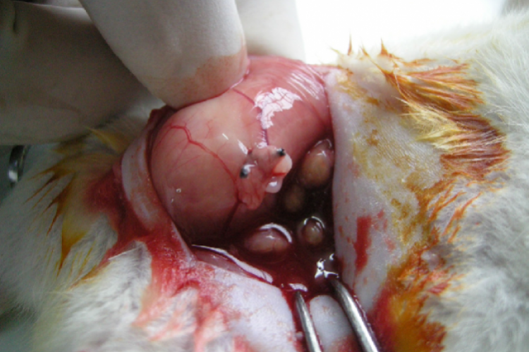 The endometrium of uterus with myometrium was implanted by suturing to the posterior abdominal wall near the arterial bifurcation