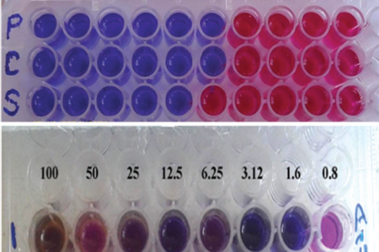 Antitubercular screening of Serankottai nei by Alamar Blue assayagainst H37Rv strain